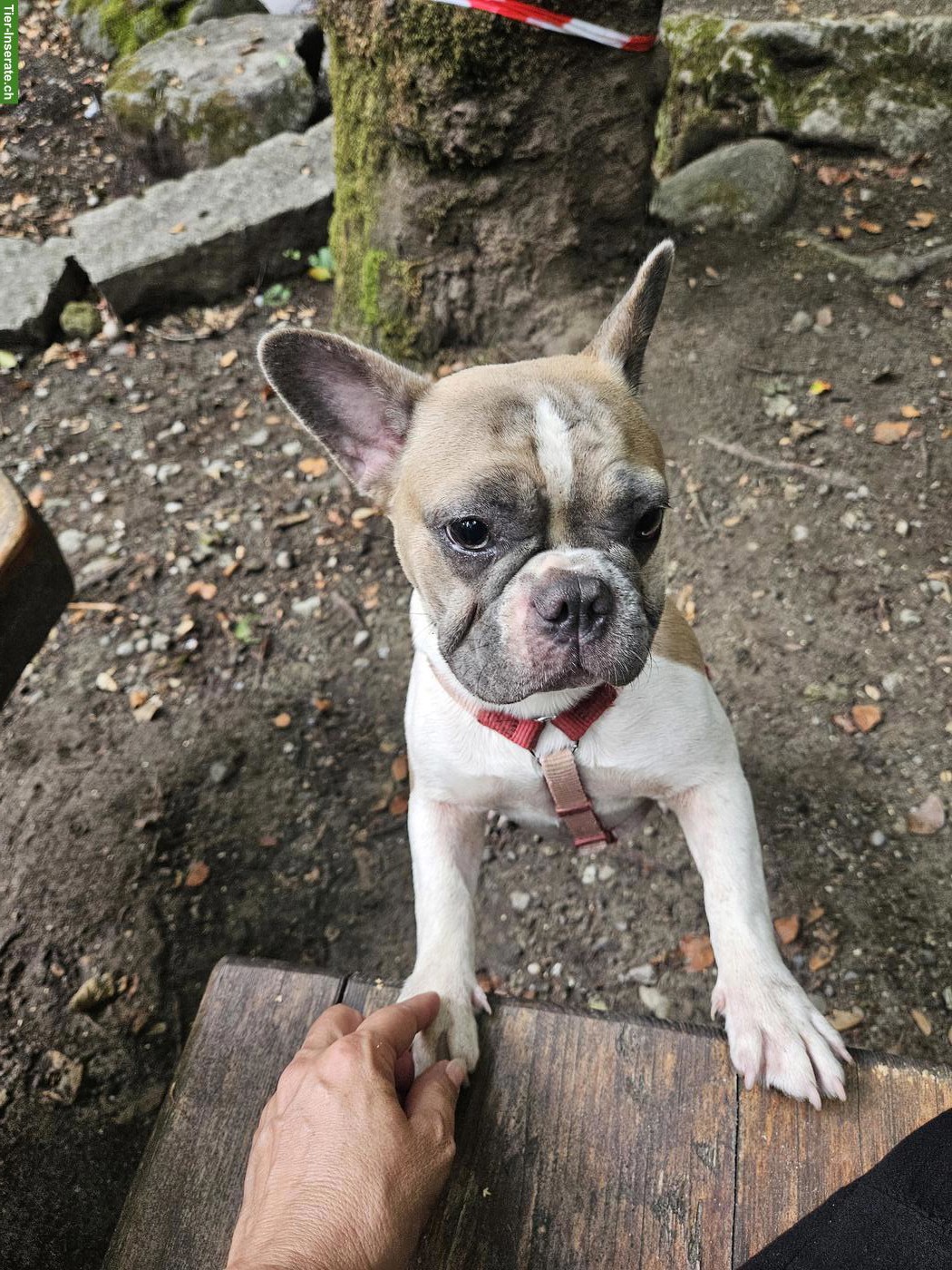 Bild 3: 2 Französische Bulldoggen Junghunde suchen Für-immer-Zuhause