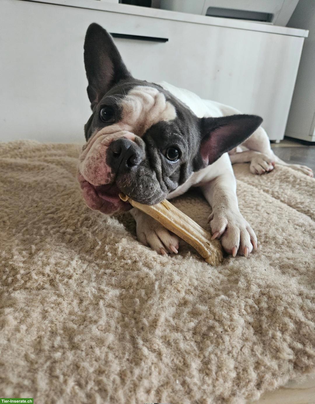 Bild 4: 2 Französische Bulldoggen Junghunde suchen Für-immer-Zuhause