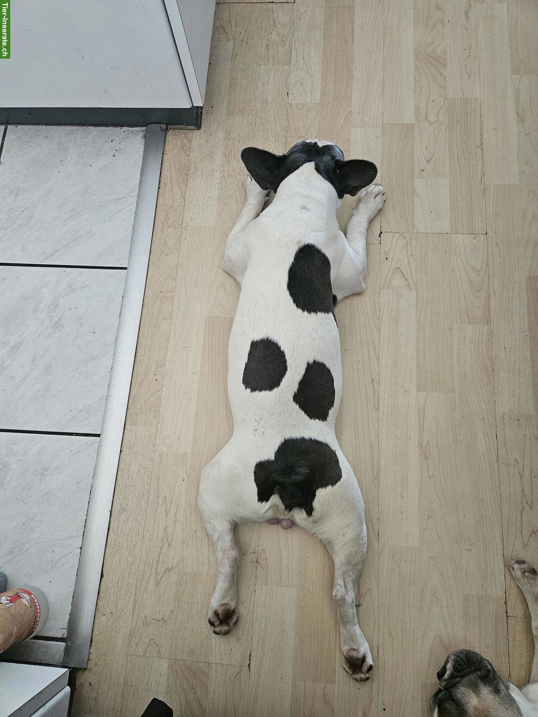 Bild 5: 2 Französische Bulldoggen Junghunde suchen Für-immer-Zuhause