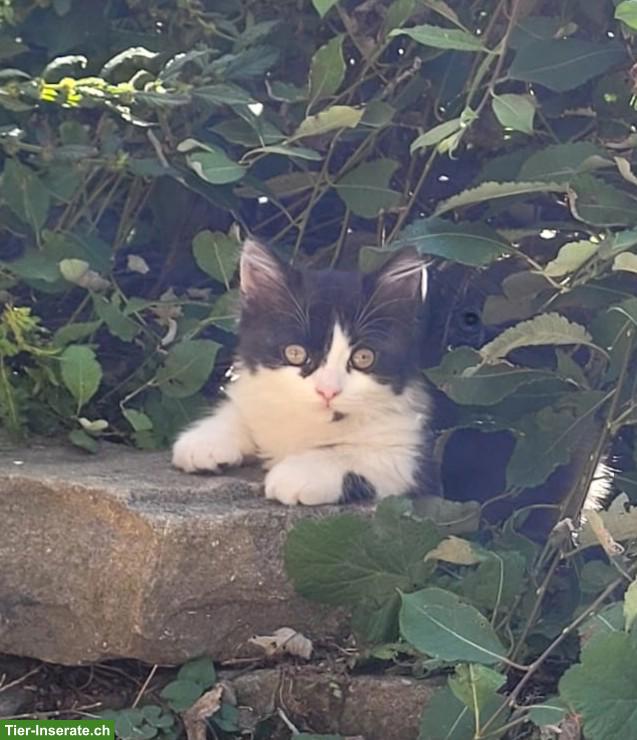 Junger, süsser Kater sucht liebevolles Zuhause