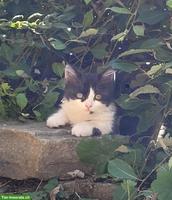 Junger, süsser Kater sucht liebevolles Zuhause