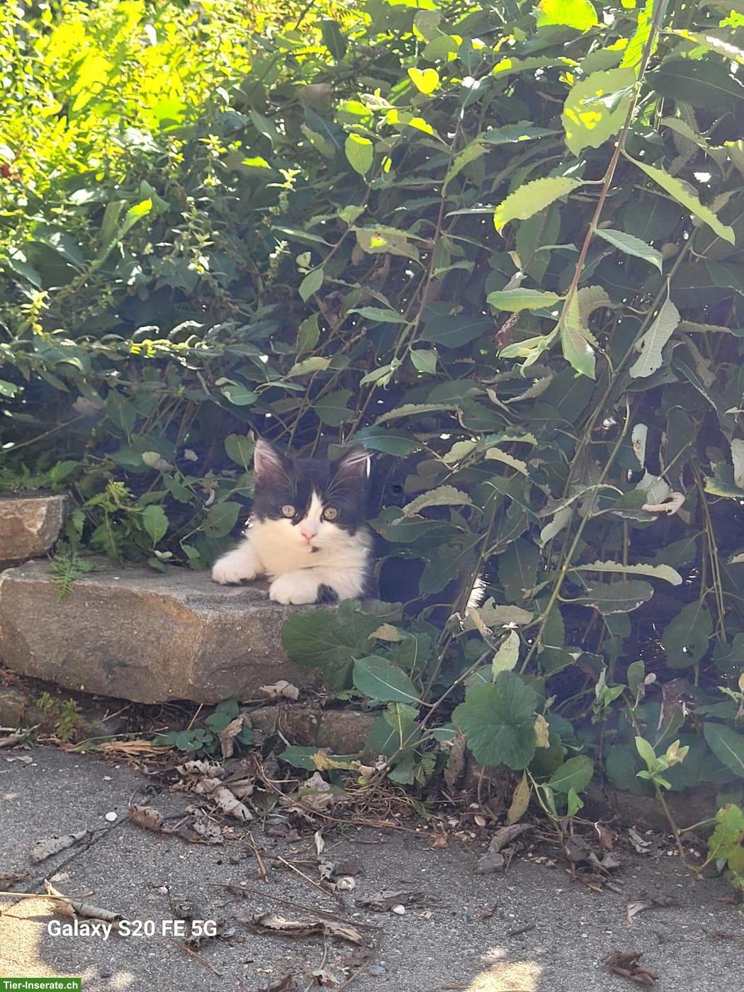 Bild 2: Junger, süsser Kater sucht liebevolles Zuhause