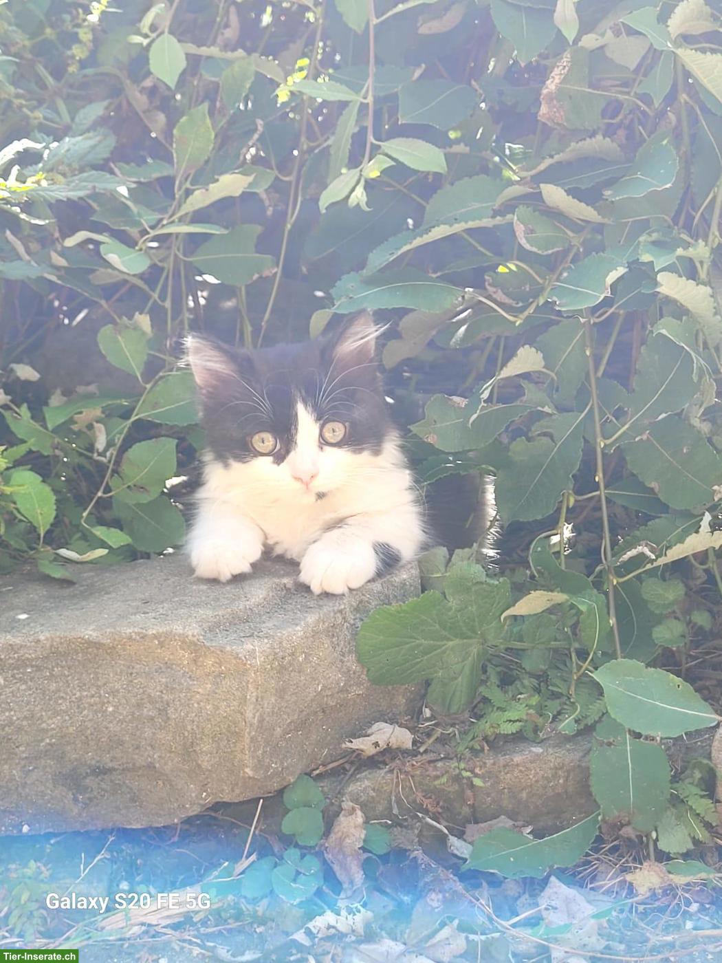 Bild 3: Junger, süsser Kater sucht liebevolles Zuhause