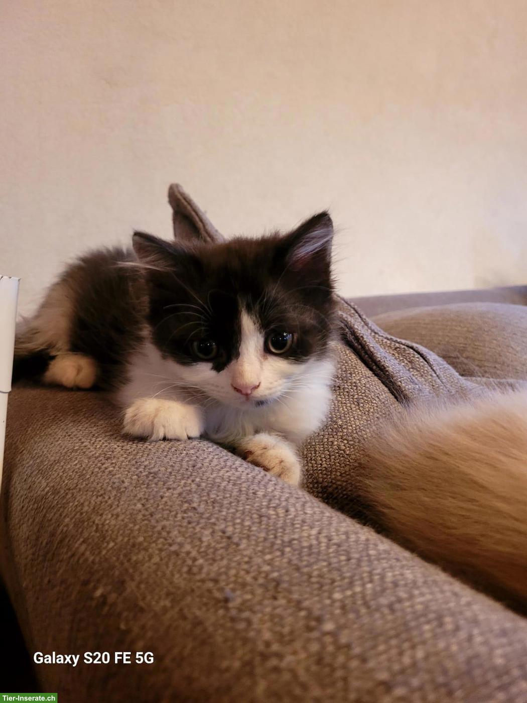 Bild 4: Junger, süsser Kater sucht liebevolles Zuhause