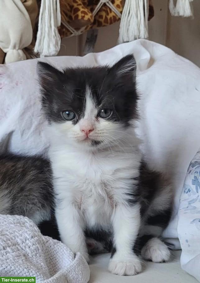 Bild 5: Junger, süsser Kater sucht liebevolles Zuhause