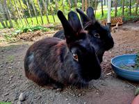 Harmonisches Kaninchen-Geschwisterpaar sucht neues Zuhause