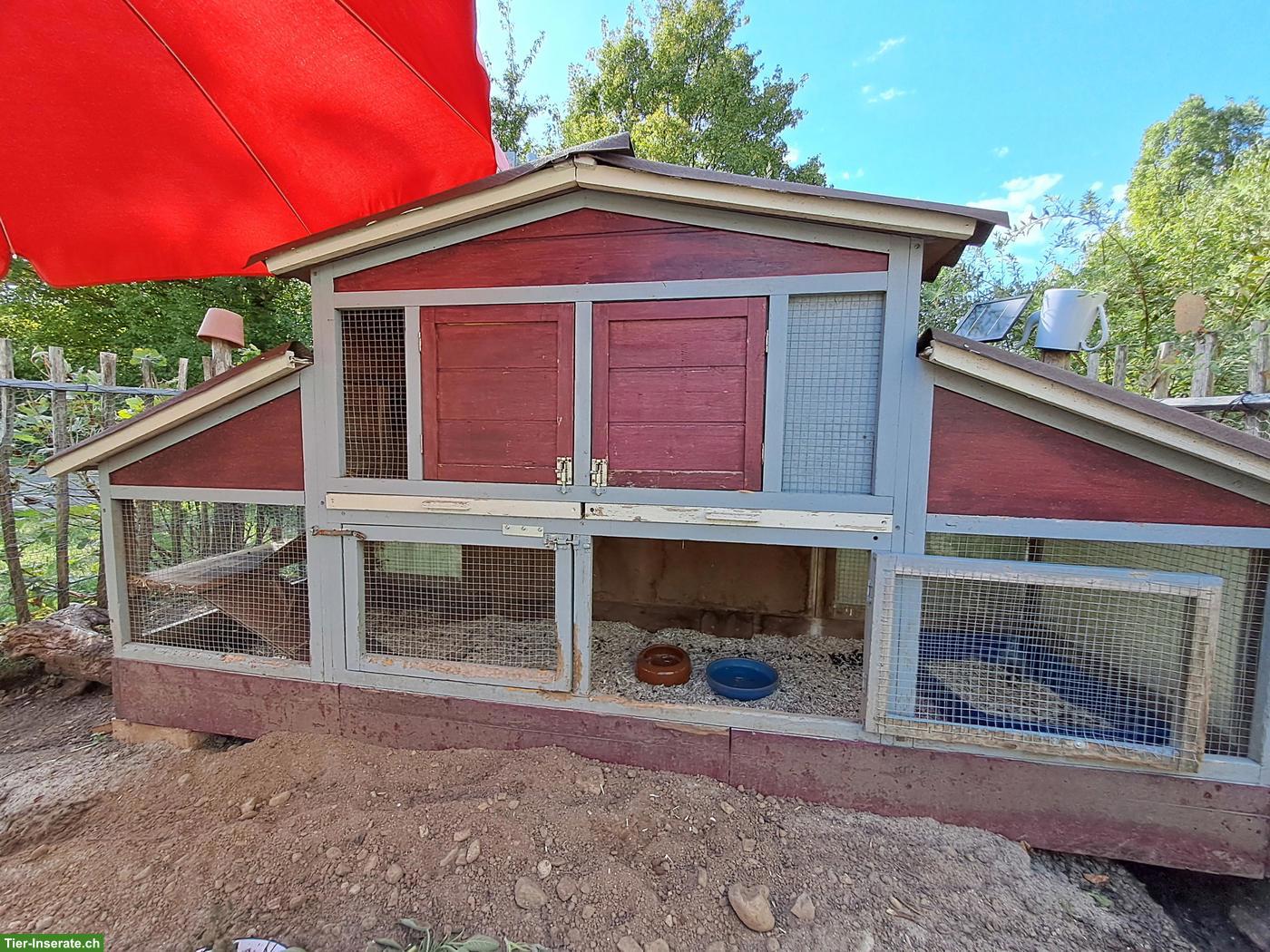 Bild 5: Harmonisches Kaninchen-Geschwisterpaar sucht neues Zuhause