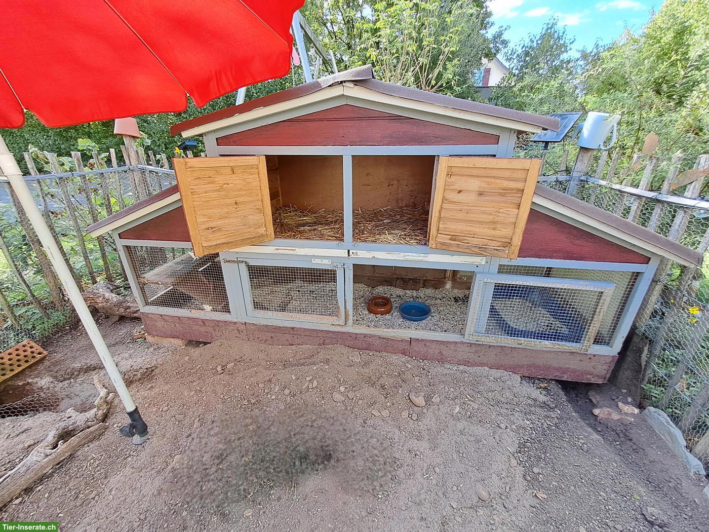 Bild 6: Harmonisches Kaninchen-Geschwisterpaar sucht neues Zuhause