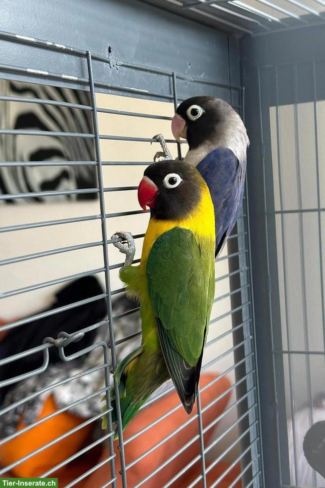 4 Agaporniden mit grossem Käfig & Zubehör 🦜