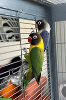 4 Agaporniden mit grossem Käfig & Zubehör 🦜