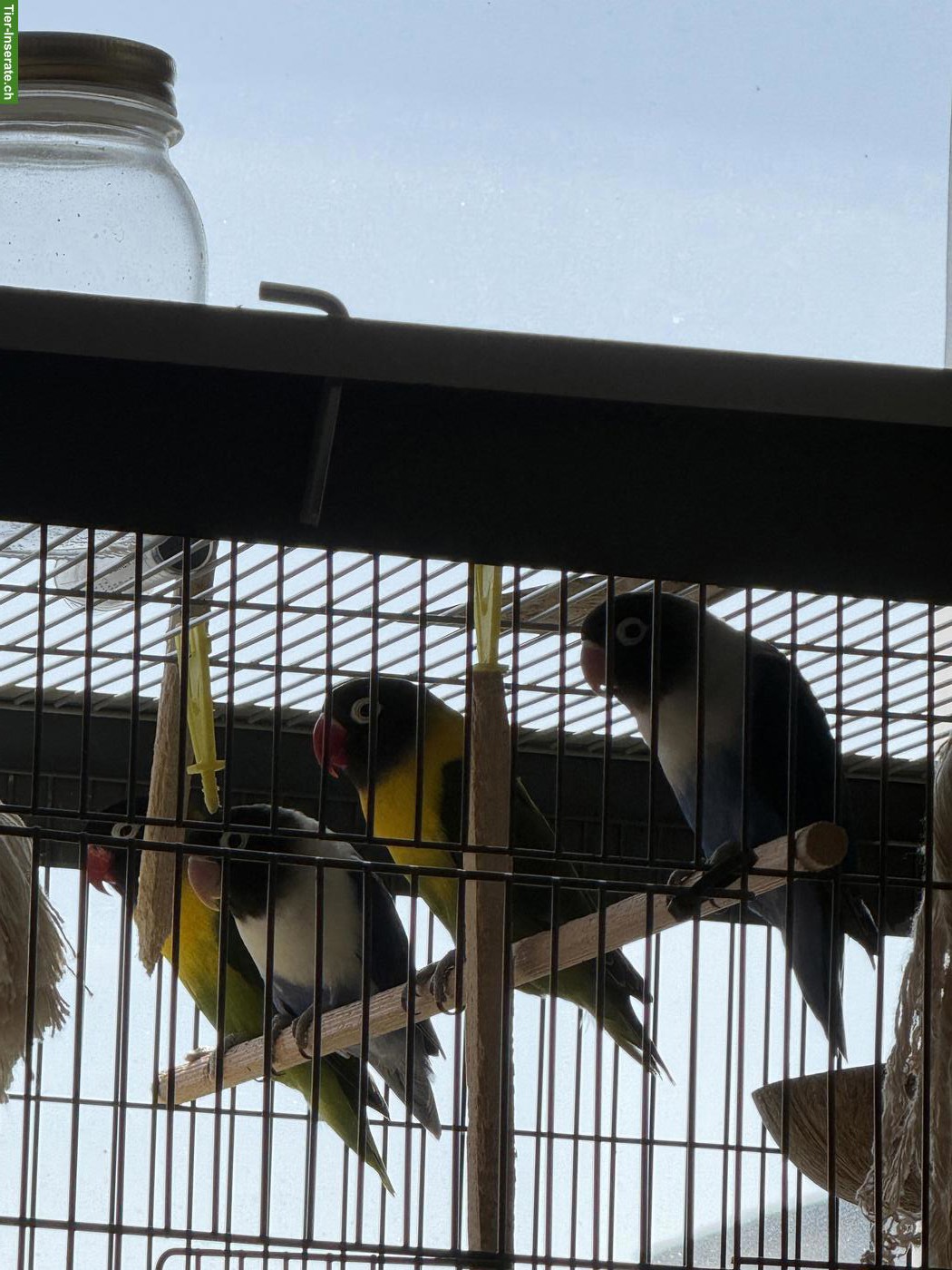 Bild 2: 4 Agaporniden mit grossem Käfig & Zubehör 🦜