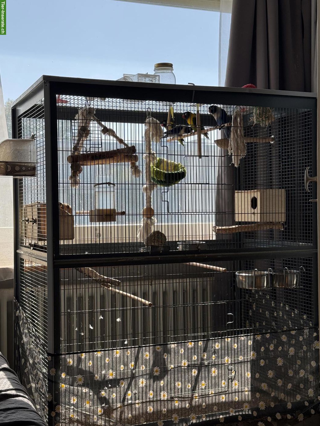 Bild 3: 4 Agaporniden mit grossem Käfig & Zubehör 🦜