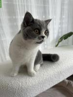 Liebevolle Britisch Kurzhaar Katze Momo sucht neues Zuhause 🐱❤️