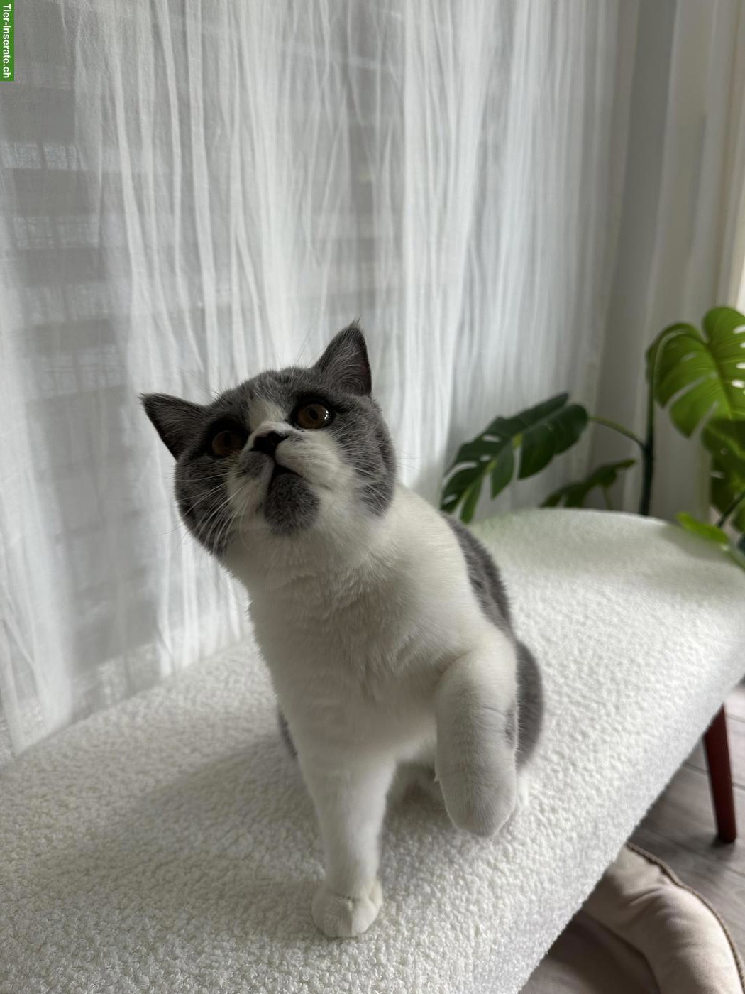 Bild 2: Liebe Britisch Kurzhaar Katze Momo sucht neues Zuhause 🐱❤️