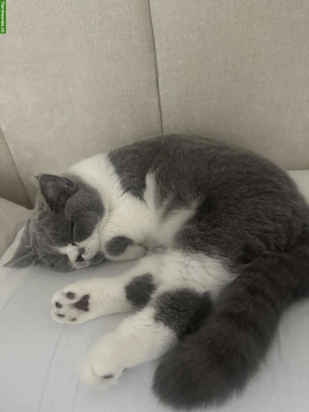 Bild 3: Liebe Britisch Kurzhaar Katze Momo sucht neues Zuhause 🐱❤️