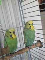 2 Wellensittich-Brüder suchen neues Zuhause