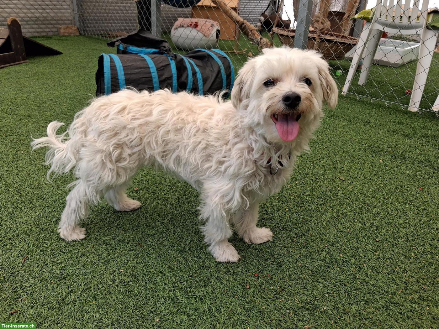 Bild 2: Süsser YUKI (Bolonka-Mix, Rüde) sucht neues Zuhause
