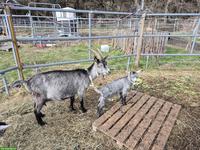 Freundlicher Capra Grigia Ziegenbock, 7 Monate alt