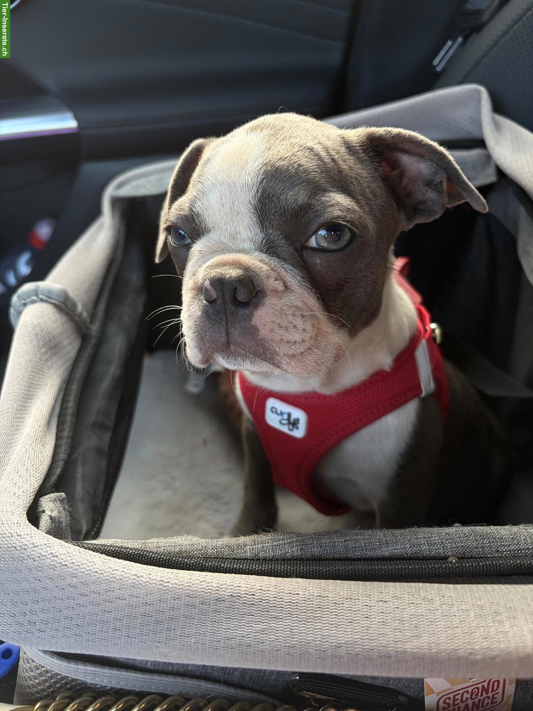 Olde Boston Terrier Hündin Frosja sucht ihr Herzenszuhause 🐾❤️