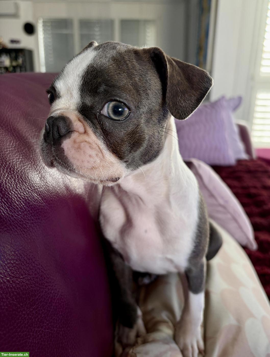 Bild 2: Olde Boston Terrier Hündin Frosja sucht ihr Herzenszuhause 🐾❤️