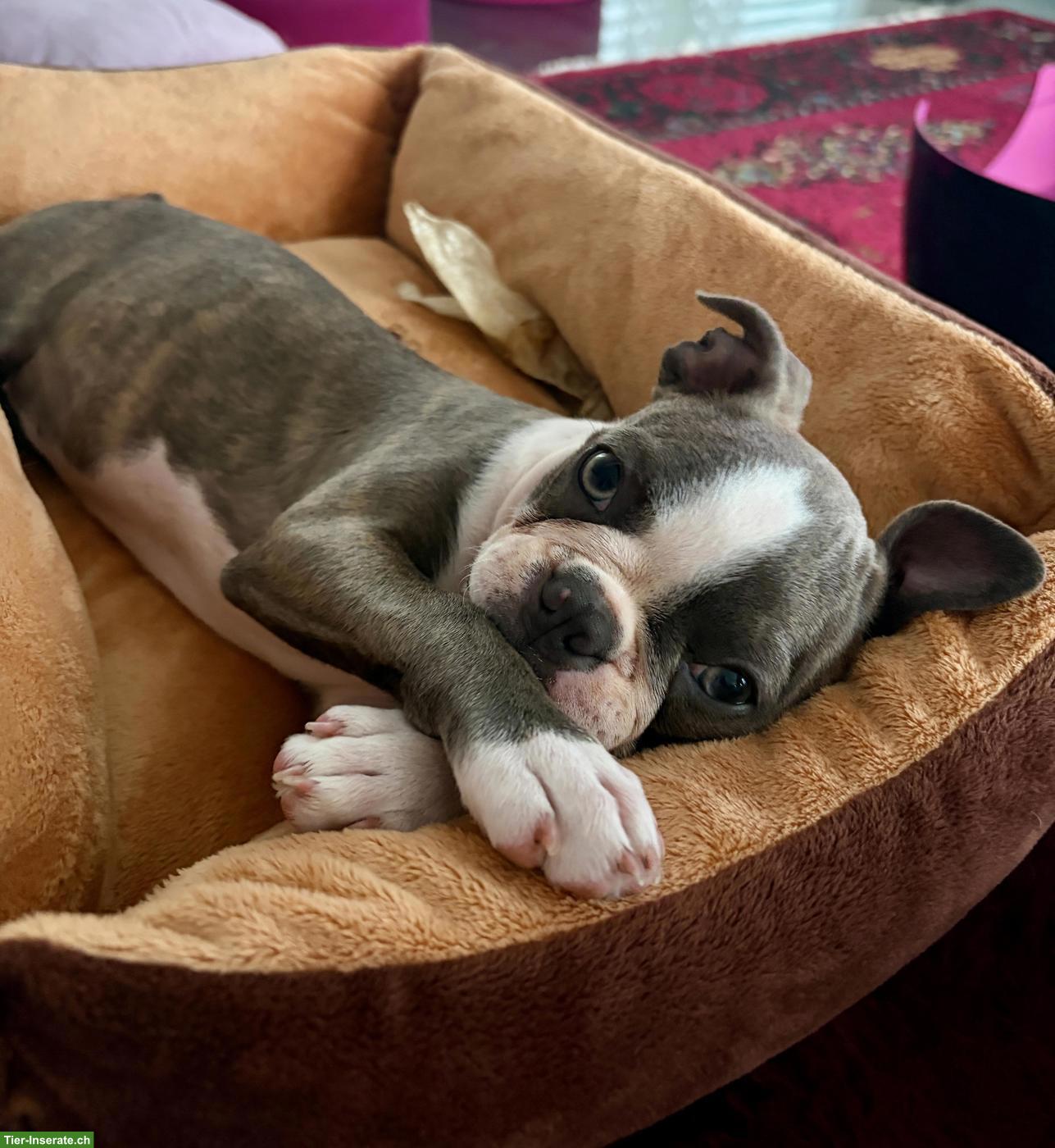 Bild 3: Olde Boston Terrier Hündin Frosja sucht ihr Herzenszuhause 🐾❤️