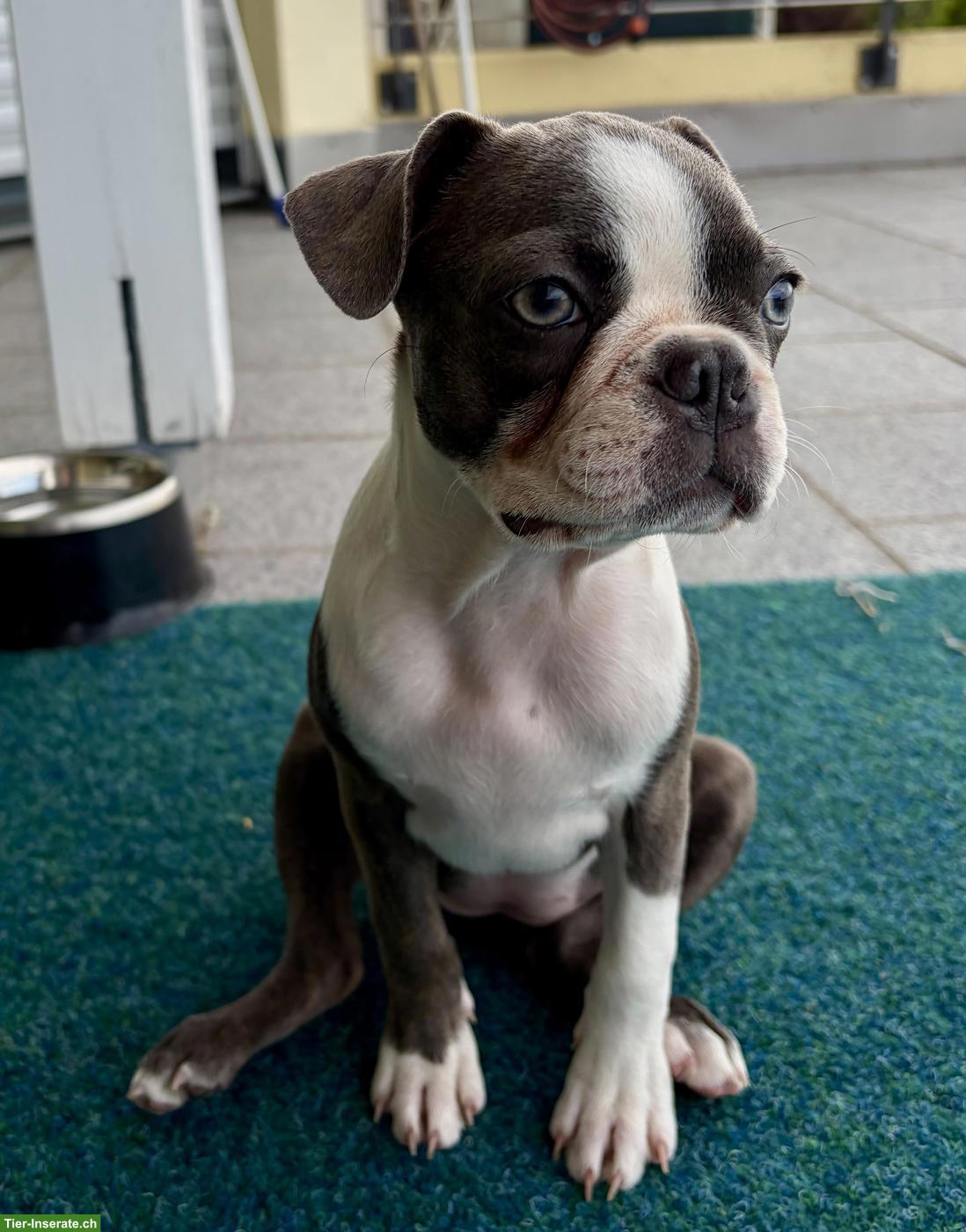Bild 4: Olde Boston Terrier Hündin Frosja sucht ihr Herzenszuhause 🐾❤️