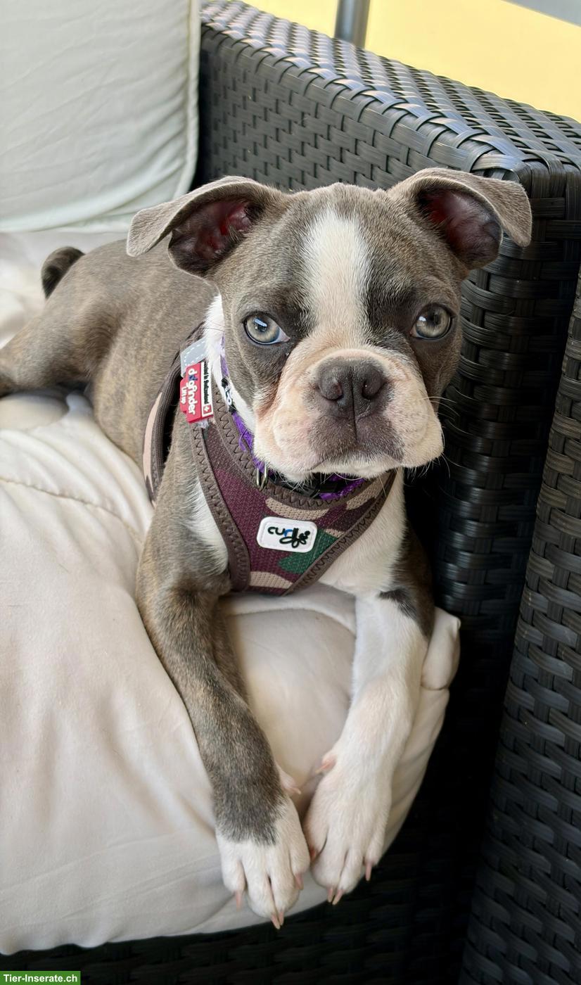Bild 5: Olde Boston Terrier Hündin Frosja sucht ihr Herzenszuhause 🐾❤️