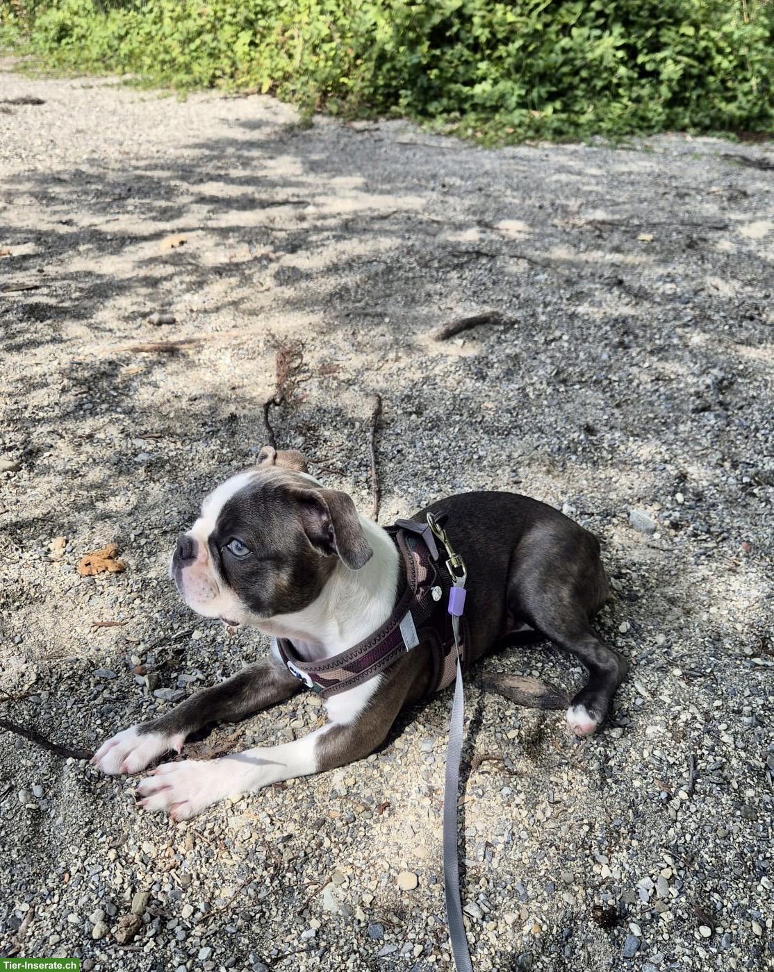 Bild 6: Olde Boston Terrier Hündin Frosja sucht ihr Herzenszuhause 🐾❤️