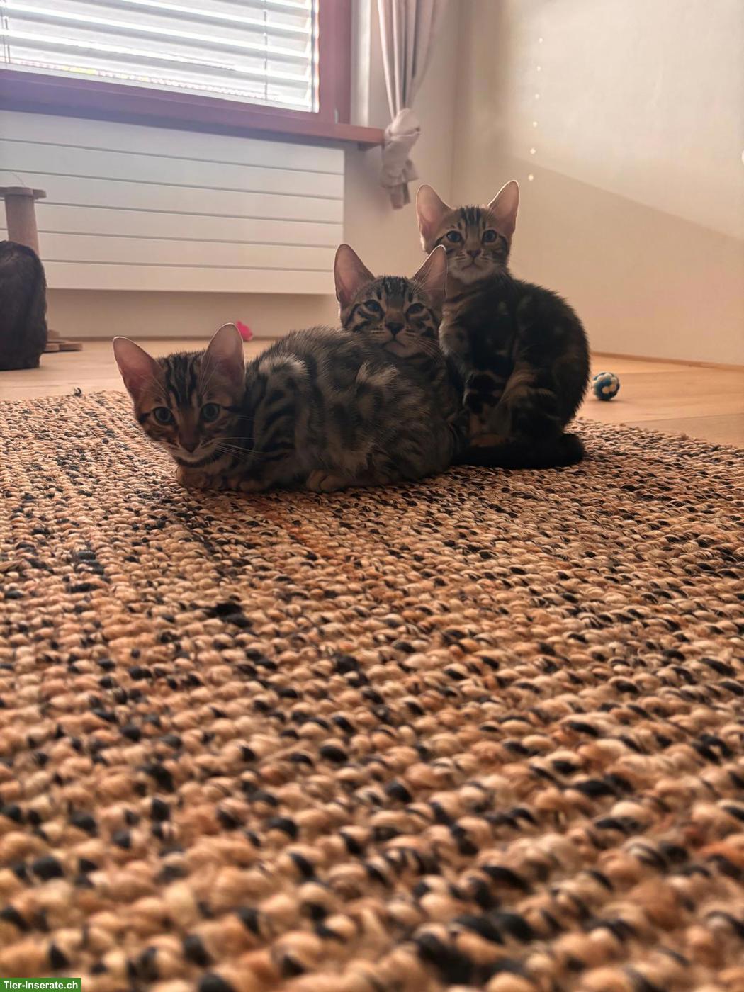 3 Bengel Kitten suchen ein neues Zuhause
