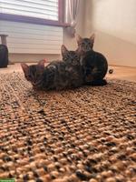 3 Bengel Kitten suchen ein neues Zuhause
