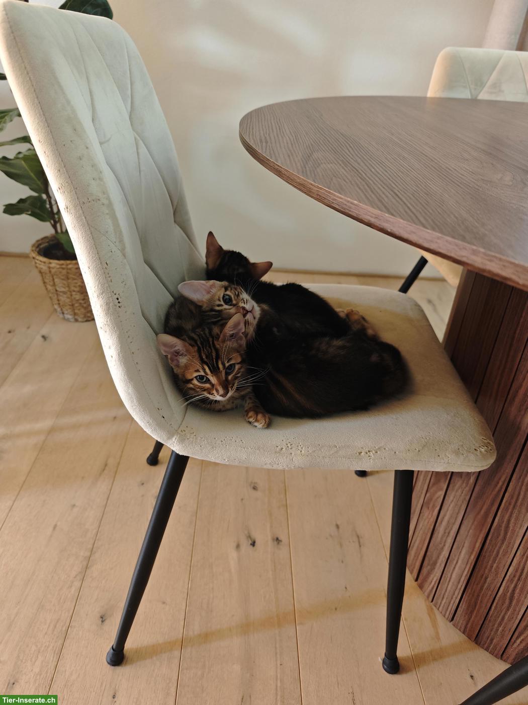 Bild 2: 3 Bengel Kitten suchen ein neues Zuhause