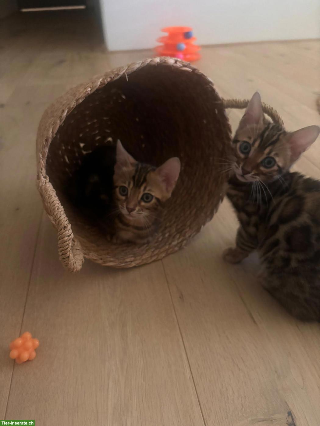 Bild 3: 3 Bengel Kitten suchen ein neues Zuhause