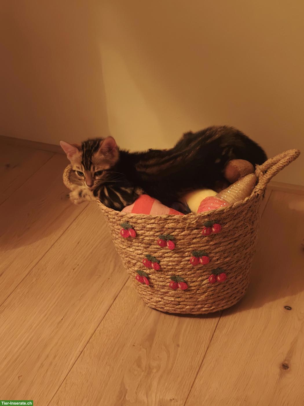 Bild 4: 3 Bengel Kitten suchen ein neues Zuhause