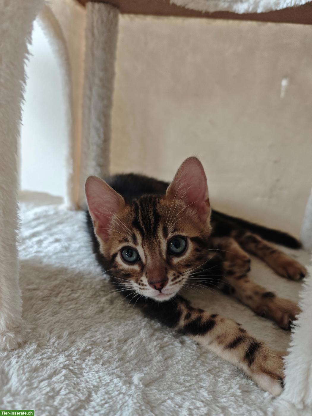 Bild 5: 3 Bengel Kitten suchen ein neues Zuhause