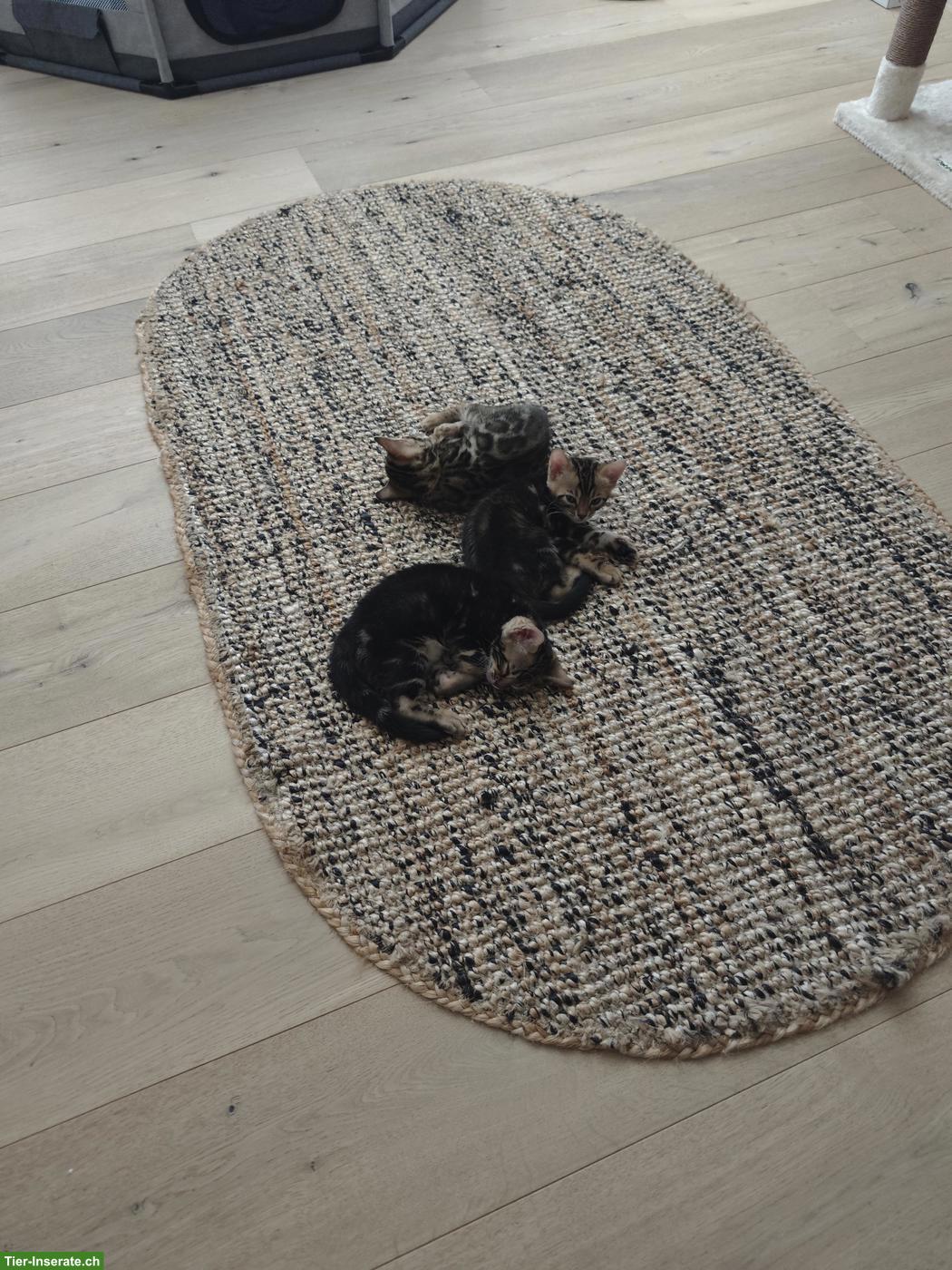 Bild 6: 3 Bengel Kitten suchen ein neues Zuhause