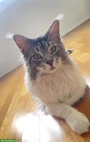 Intelligenter Maine Coon Kater mit Zubehör