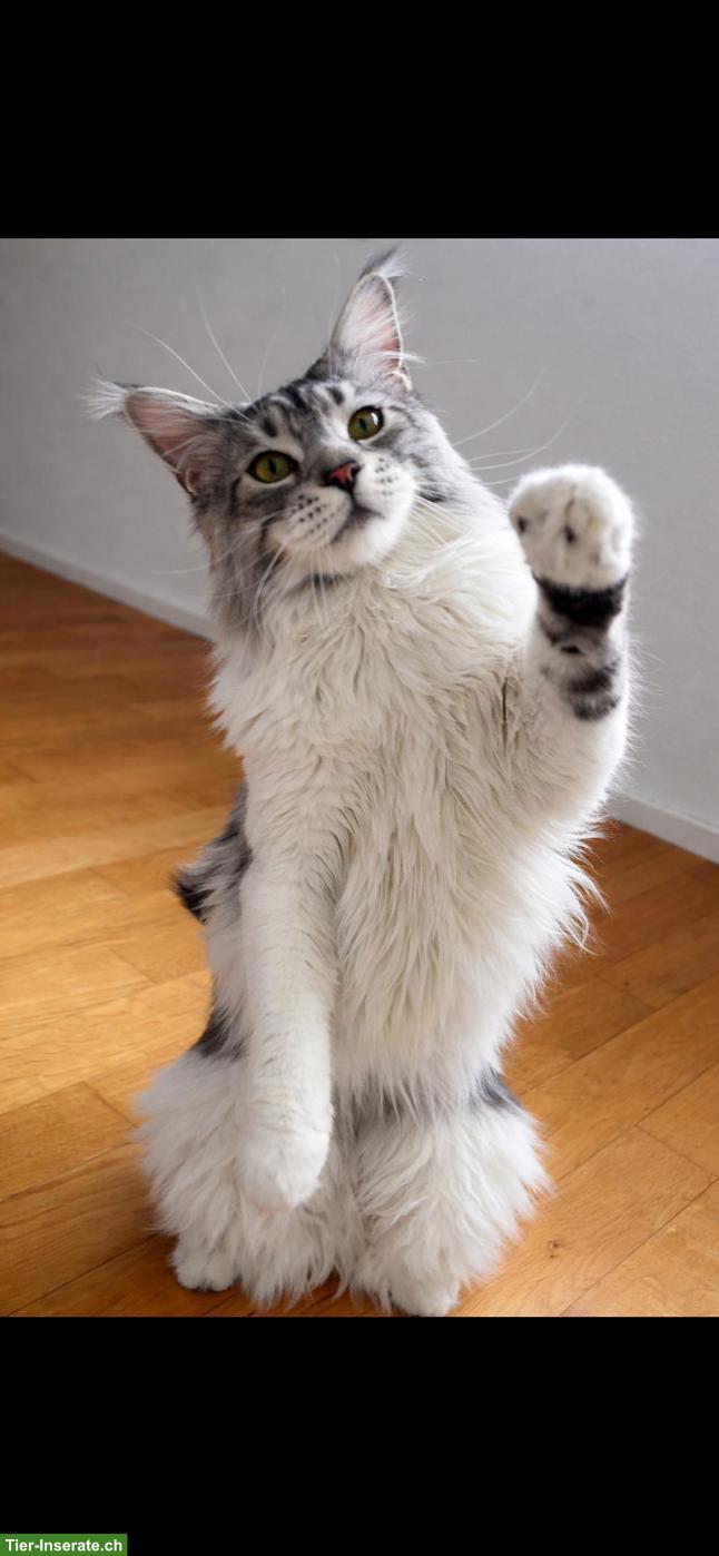 Bild 2: Intelligenter Maine Coon Kater mit Zubehör