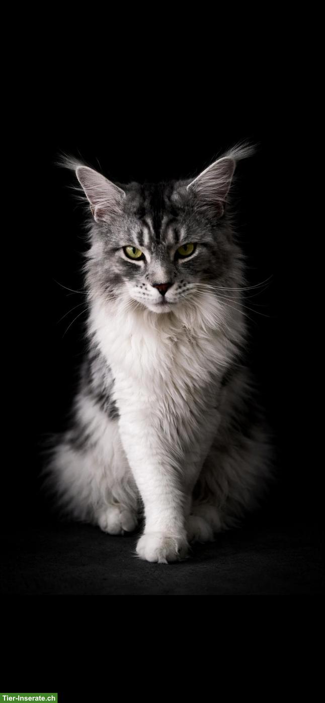 Bild 3: Intelligenter Maine Coon Kater mit Zubehör