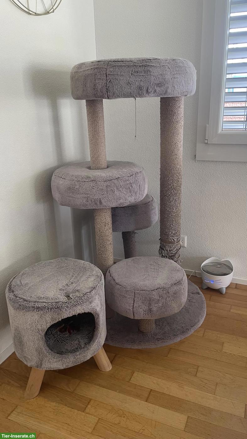Bild 5: Intelligenter Maine Coon Kater mit Zubehör