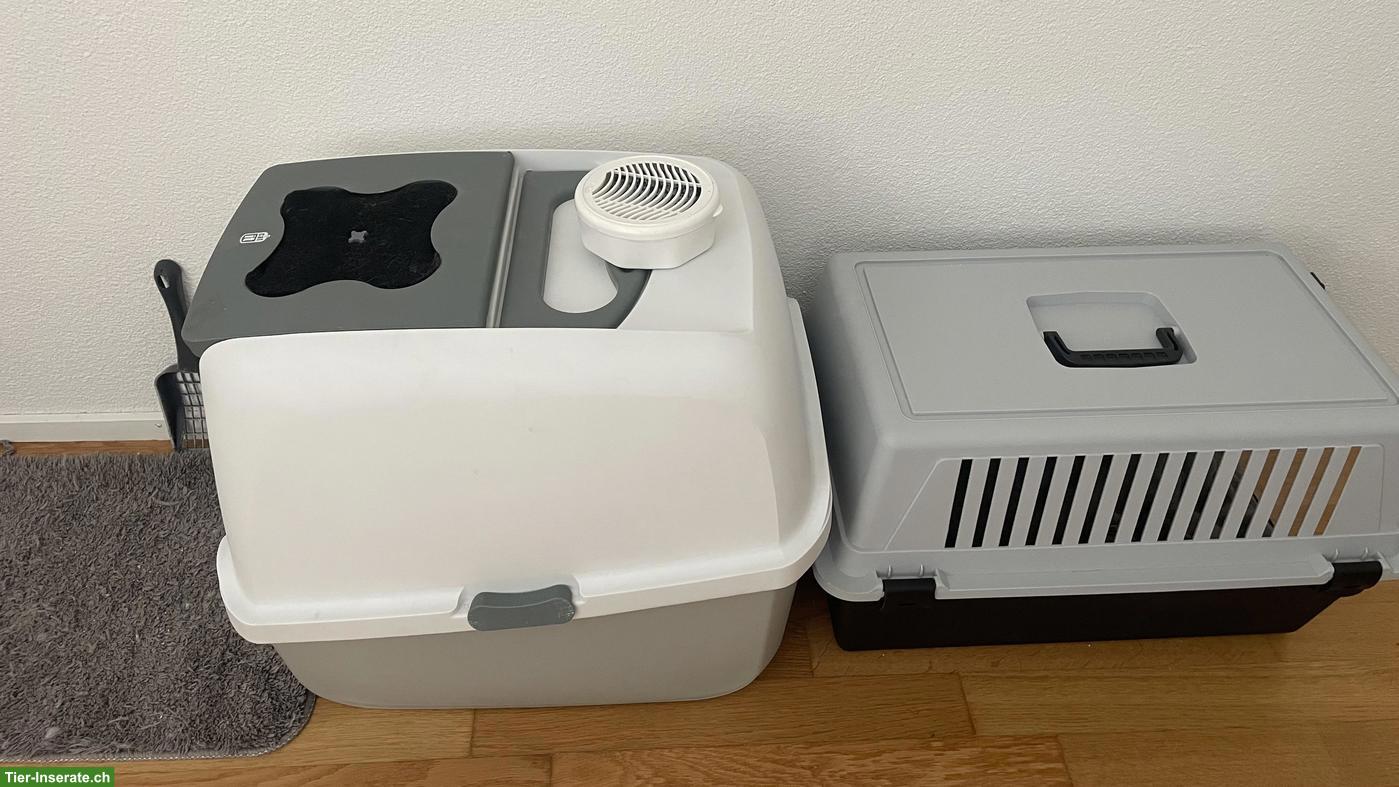 Bild 7: Intelligenter Maine Coon Kater mit Zubehör