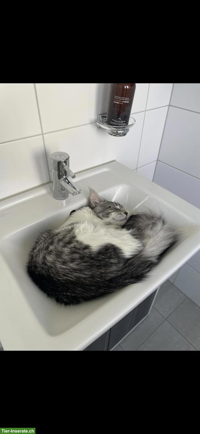 Bild 8: Intelligenter Maine Coon Kater mit Zubehör
