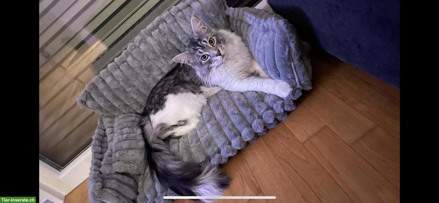 Bild 9: Intelligenter Maine Coon Kater mit Zubehör