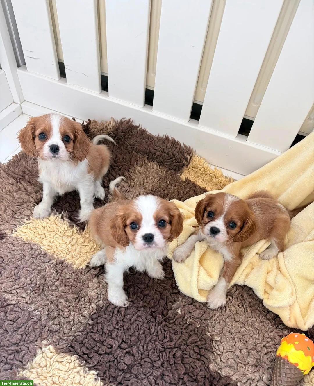 Cavalier King Charles Spaniel Welpen zu vergeben