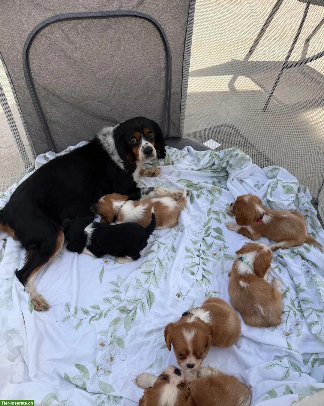 Bild 2: Cavalier King Charles Spaniel Welpen zu vergeben