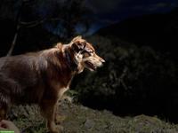 Hundebetreuung: Dame mit Herz für unsere Hundeseniorin gesucht