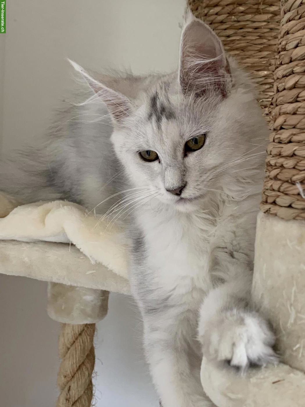 Maine Coon Katze, blue silver shaded, kastriert, ehemalige Zuchtkatze