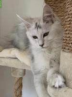 Maine Coon Katze, blue silver shaded, kastriert, ehemalige Zuchtkatze