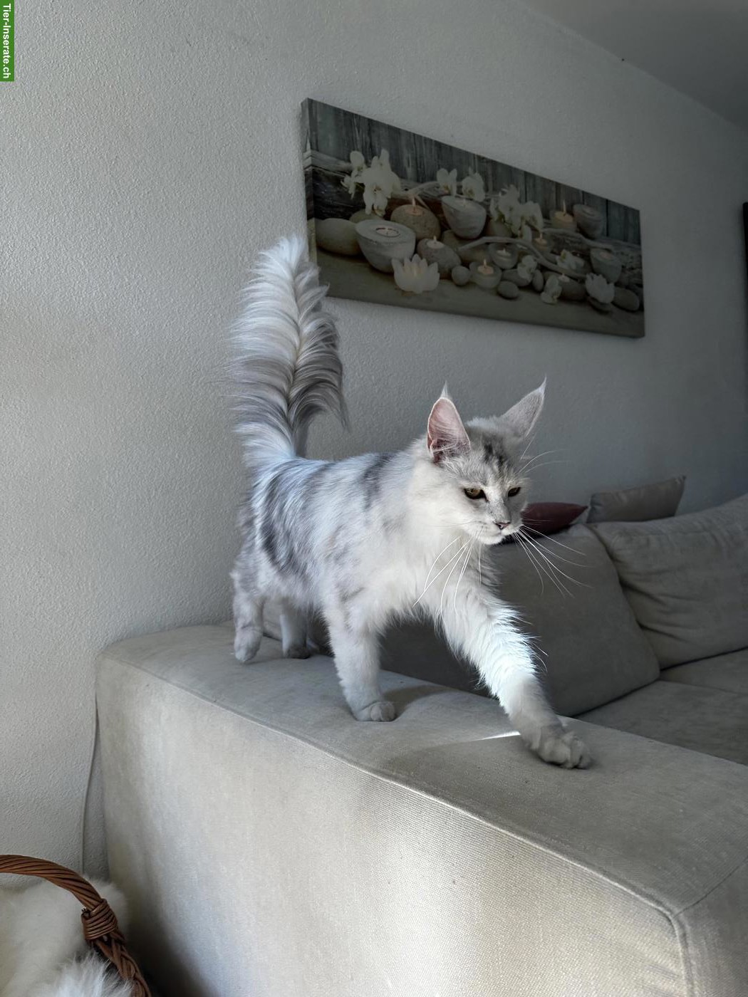 Bild 2: Maine Coon Katze, blue silver shaded, kastriert, ehemalige Zuchtkatze