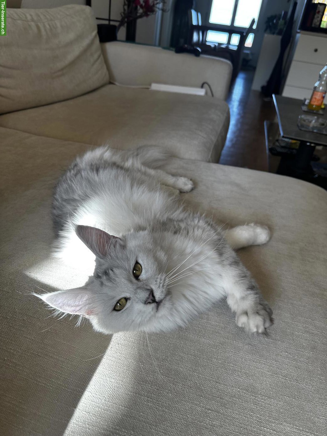 Bild 3: Maine Coon Katze, blue silver shaded, kastriert, ehemalige Zuchtkatze