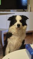 3-jähriger Border Collie Rüde ❤️